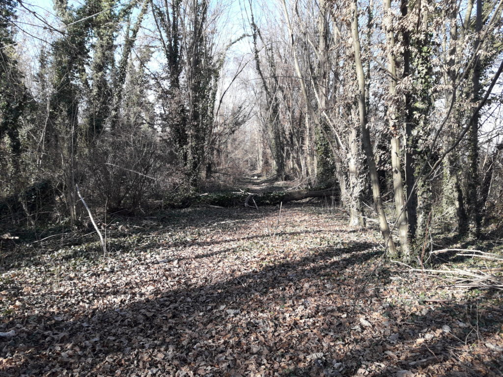 Foto del Bosco della Man di Ferro situazione senza manutenzioni, inverno 2020. Viale.