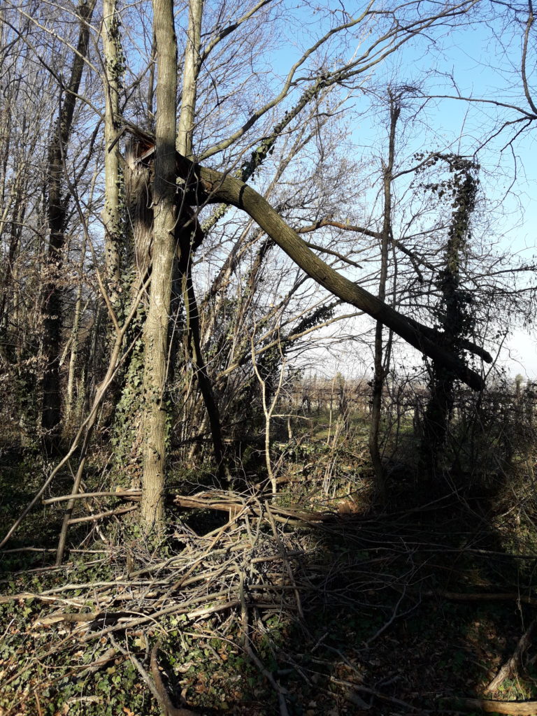 Foto del Bosco della Man di Ferro situazione senza manutenzioni, inverno 2020. Alberi danneggiati.