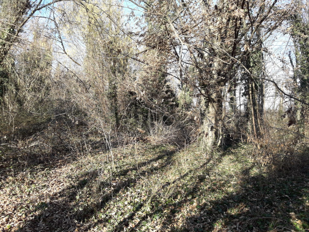 Foto del Bosco della Man di Ferro situazione senza manutenzioni, inverno 2020